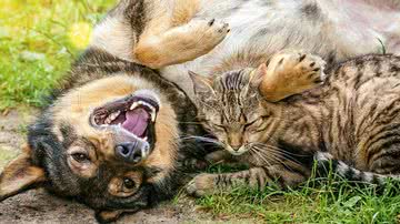 Doenças mais comuns em cães e gatos - iStock