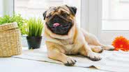 Casa limpa e seu pet protegido - Shutterstock