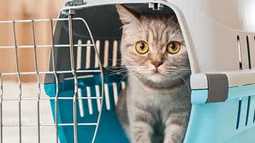 Coluna da Estopinha: Transporte o seu gato sem dramas - Shutterstock