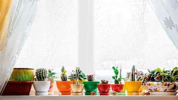 Você é capaz de ter um jardim lindo em casa - Shutterstock/Divulgação