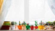 Você é capaz de ter um jardim lindo em casa - Shutterstock/Divulgação