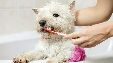 “Preciso escovar os dentinhos do meu cão e do meu gato?” - iStock