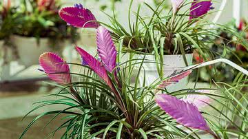 Veja como cultivar tilândsia - Shutterstock