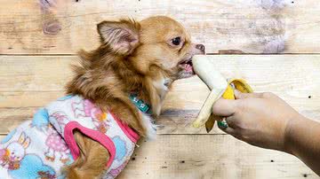 Seu cão adora uma banana? - iStock
