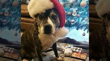 Cachorra aproveita seu primeiro Natal com tutores - Reprodução/FOX News/SWNS