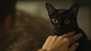 León é um gato místico que assume a forma humana na novela das nove. - TV Globo