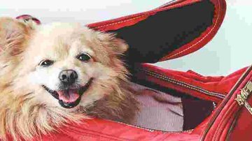Pet também pode viajar - Getty Images