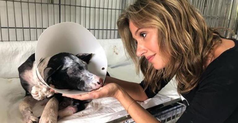 Luisa Mell aluga abrigos para mais de 1700 cães - Reprodução/Instagram