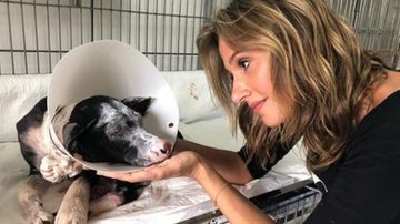 Luisa Mell aluga abrigos para mais de 1700 cães - Reprodução/Instagram