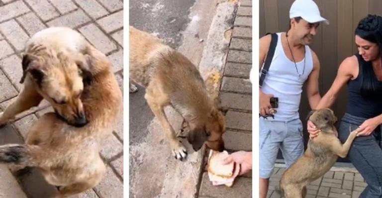 Casal ajudou um cachorro em Telêmaco Borba - Reprodução/Instagram