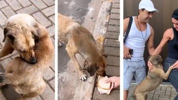 Casal ajudou um cachorro em Telêmaco Borba - Reprodução/Instagram