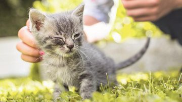 Um gato corretamente sociabilizado pode chegar à idade adulta sem problemas - Banco de Imagem/Getty Images