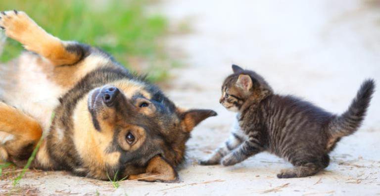 Projeto de lei contra maus-tratos aos animais é aprovado - Banco de Imagem/Shutterstock