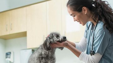 Para os cães de seis a oito semanas de vida, as vacinas polivalentes V8 ou V10 são fundamentais - Banco de Imagem/Getty Images