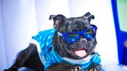 Seu cãozinho mais estiloso em 2020! - Getty Images