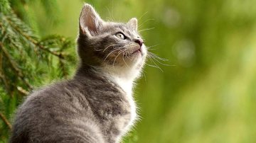 Quando o gato sai de casa sem guia e supervisão do tutor, ele está exposto a milhares de riscos - Banco de Imagem/Pixabay