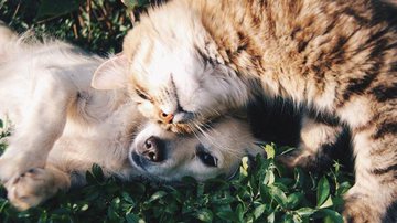 A dica é supervisionar e deixar a comida do gato em um local fora do acesso do cão - Banco de Imagem/Pixabay