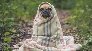 Além do pelo, podem ser necessárias algumas peças de roupa para manter o cão aquecido - Free-Photos/Pixabay