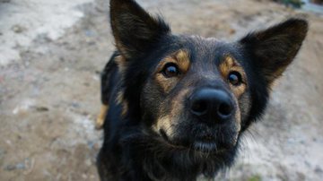 Dr.Pet dá dicas de como adestrar seu cão - Banco de Imagens / Pixabay