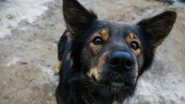 Dr.Pet dá dicas de como adestrar seu cão - Banco de Imagens / Pixabay
