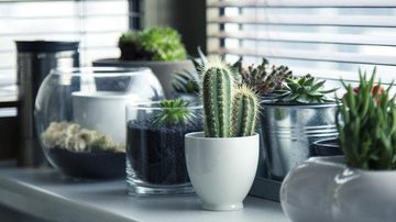 A utilização de plantas é uma excelente aliada no calor, pois elas aumentam a umidade - Milada Vigerova/Pixabay