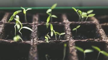 Confira dicas para cultivar plantas em casa - Pixabay