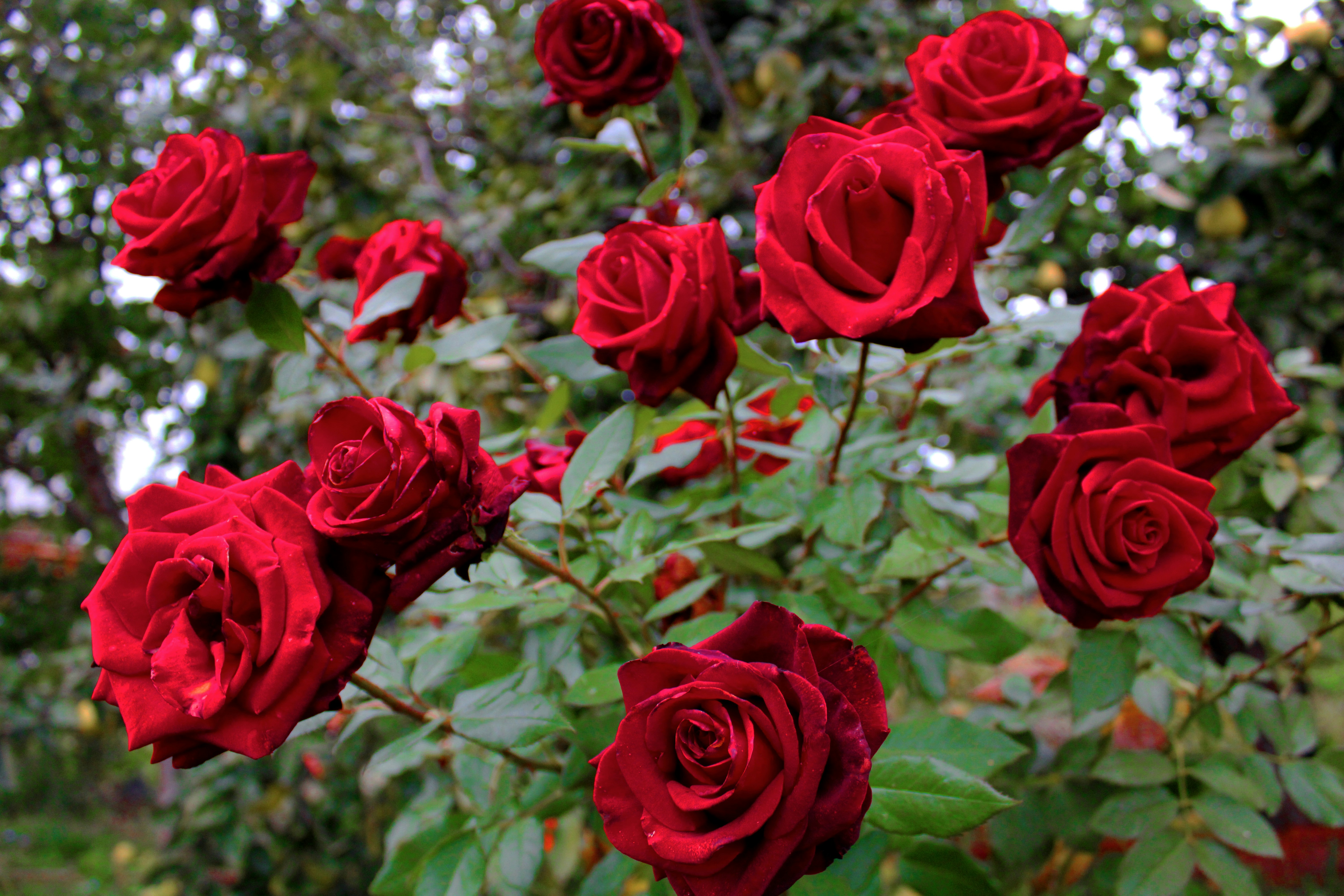 Rosas despertam paixão e são uma boa escolha de flor para o Dia dos Namorados