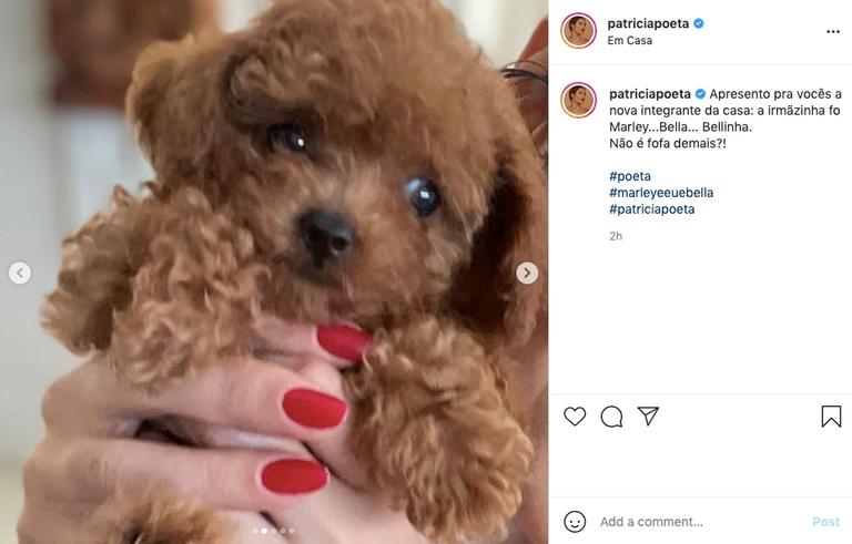 Belinha, nova cachorrinha de Patricia Poeta rouba a cena com fofura, ao ser apresentada na web